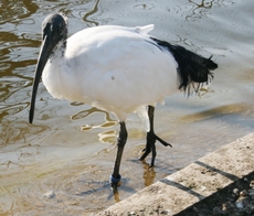 Ibis-1A.jpg